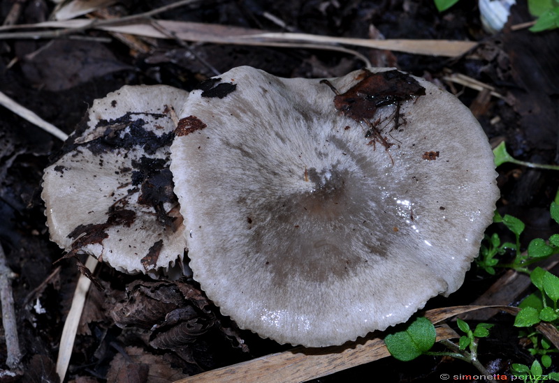 Entoloma saundersii var. hiemale